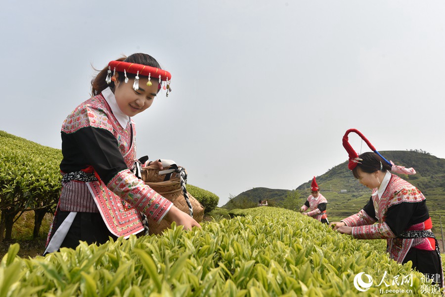 福建省連江縣長(zhǎng)龍鎮(zhèn)畬族村民在茶園采摘茶青。 余杉芳攝
