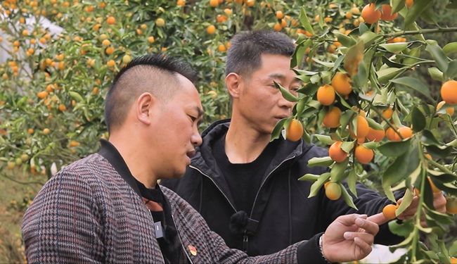 羅世茂（左一）為采購(gòu)商介紹尤溪金柑。