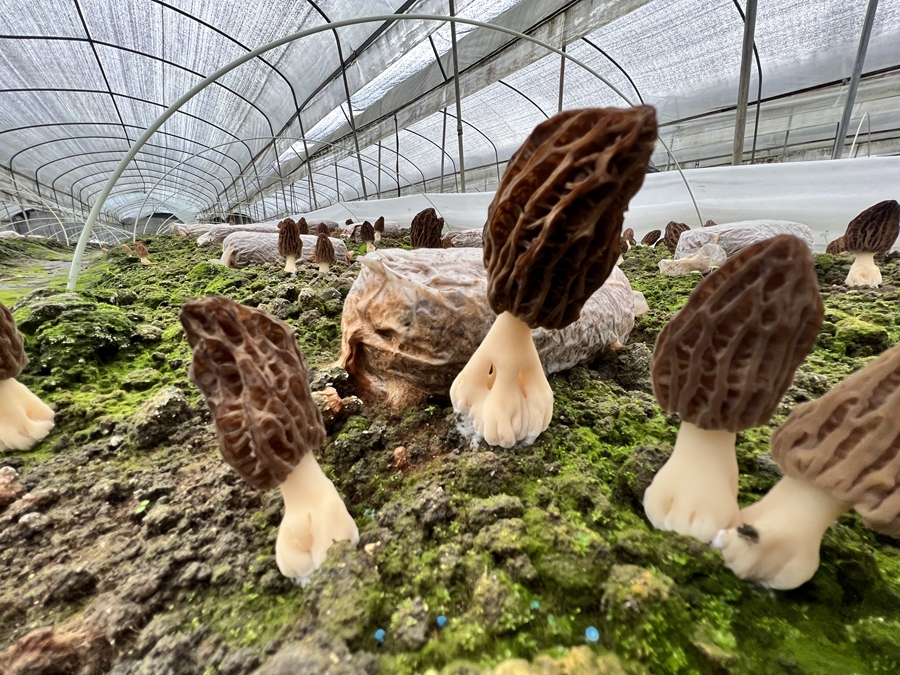 大棚中的羊肚菌破土而出，樣子格外好看。林晶晶攝