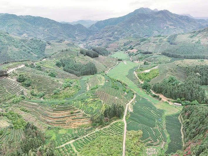 尤溪縣臺溪鄉(xiāng)茶山一角。三明市融媒體中心供圖