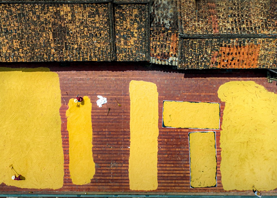 莆田市仙游縣榜頭鎮(zhèn)的農(nóng)民“曬秋”忙。鄭金相攝