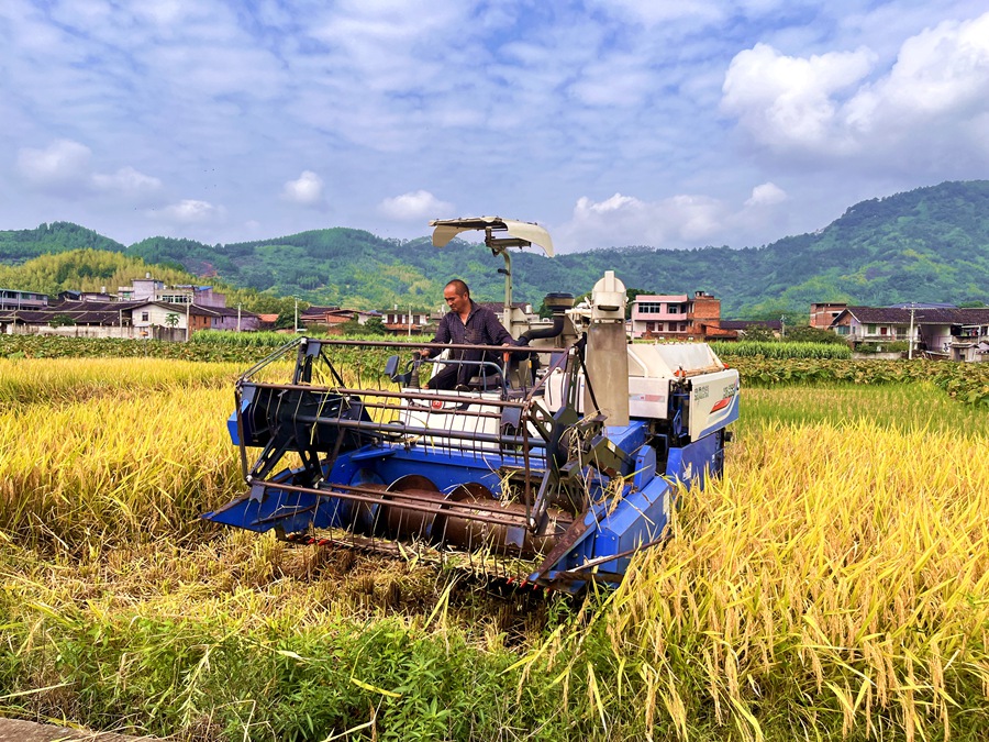 福州市永泰縣嵩口鎮(zhèn)鄒湖村機(jī)械化收割奏響稻田“豐收曲”。永泰縣委宣傳部供圖