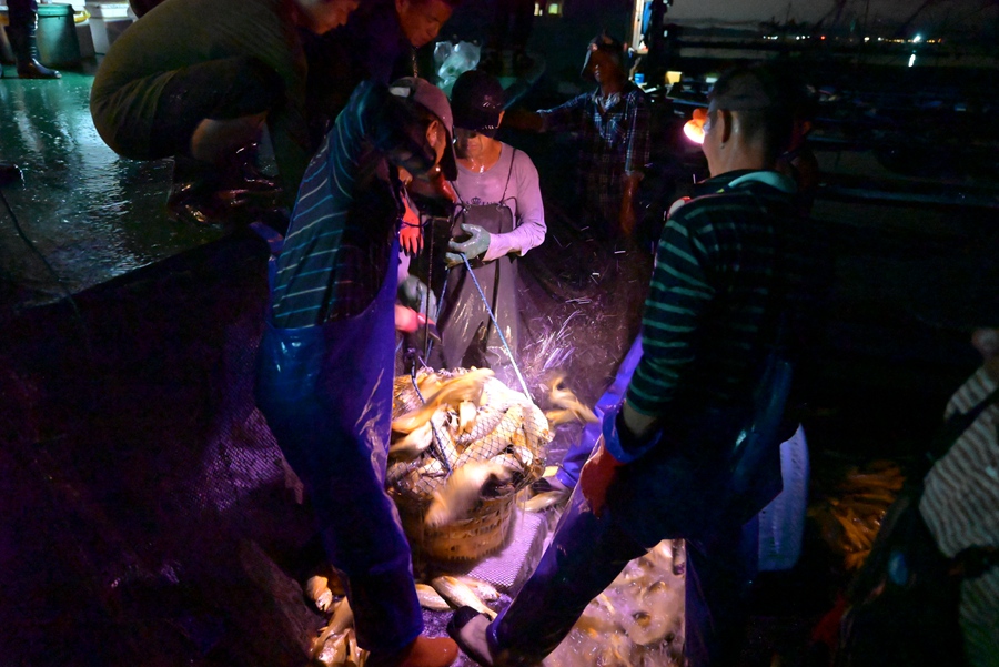 寧德市蕉城區(qū)三都澳海域，漁民夜捕大黃魚。阮傳龍攝