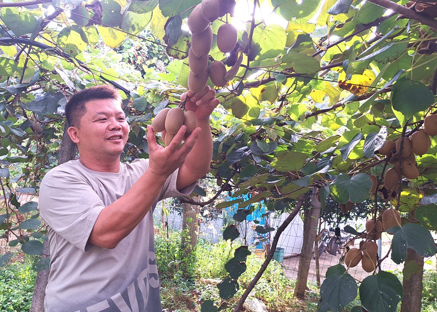 南平邵武市城郊鎮(zhèn)獼猴桃喜獲豐收。陳春花攝