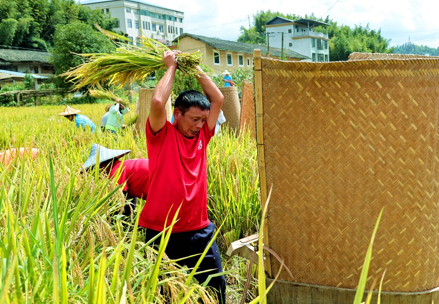 龍巖市新羅區(qū)適中鎮(zhèn)蘭田村農(nóng)民正在收割秋糧。郭亦斌