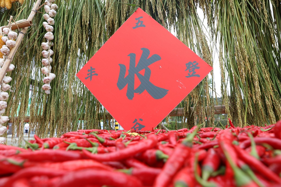 三明市泰寧縣下渠鎮(zhèn)村民曬辣椒，紅紅火火慶豐收。熊明歡攝