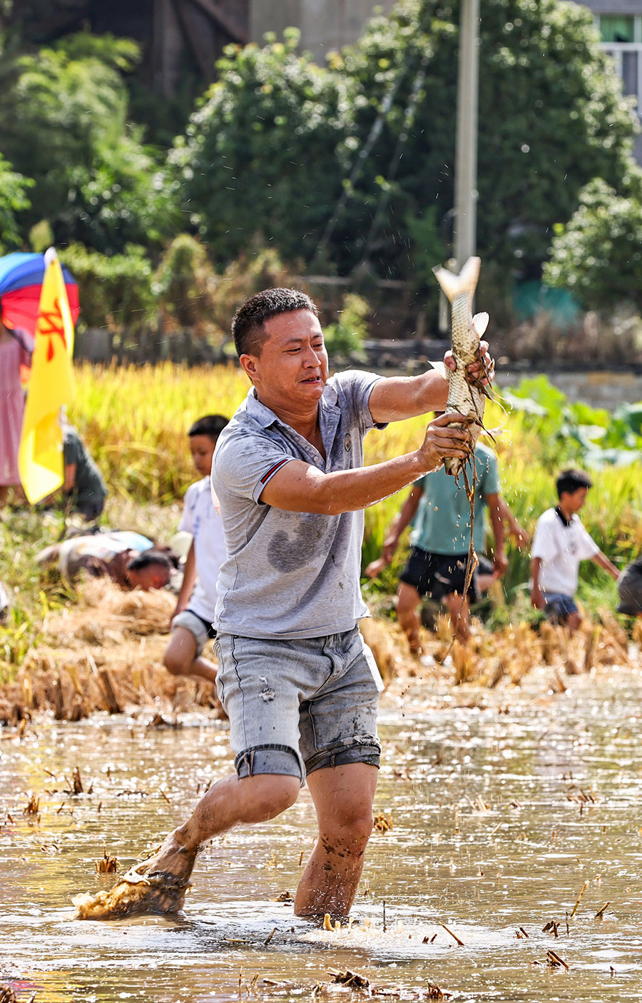 9月23日，三明寧化縣舉辦河龍貢米豐收慶?；顒?dòng)，現(xiàn)場(chǎng)舉行的水塘抓魚(yú)競(jìng)賽體驗(yàn)活動(dòng)熱鬧非凡。黃尉峰攝