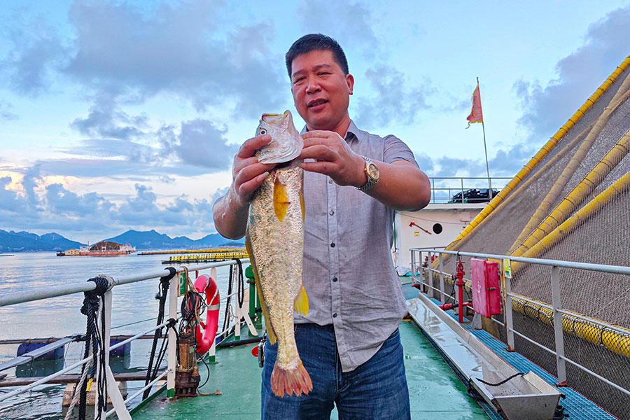 9月18日，位于福州連江縣的深遠(yuǎn)海養(yǎng)殖平臺(tái) “定海灣1號(hào)” 仿野生方式養(yǎng)殖出來(lái)的大黃魚(yú)各個(gè)身型碩大。孫興順攝
