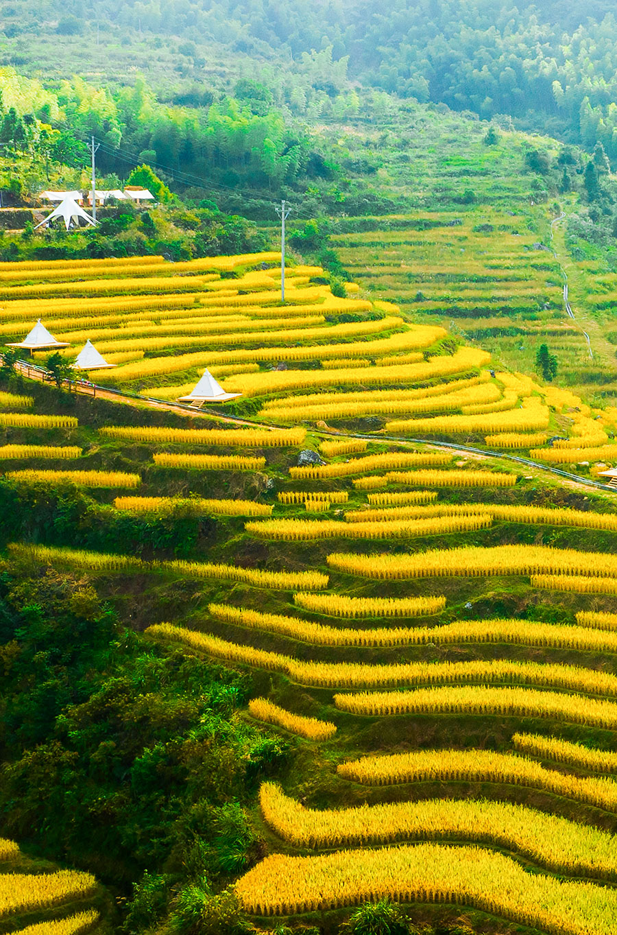 10月2日，龍巖長(zhǎng)汀縣童坊肖嶺梯田迎來(lái)一年中最美的豐收季。上官毅清攝