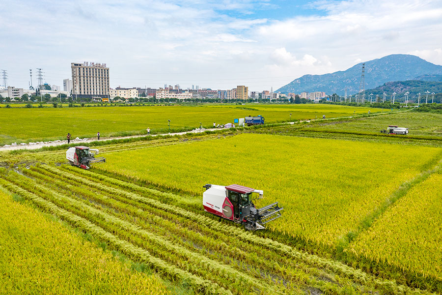 8月22日，福州長(zhǎng)樂(lè)江田鎮(zhèn)水稻田里，2023年8月22日，福州長(zhǎng)樂(lè)江田鎮(zhèn)水稻田里，稻穗被收割機(jī)不斷“收入囊中”。姜亮攝