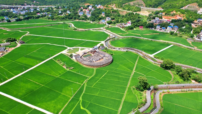 上杭縣廬豐畬族鄉(xiāng)實(shí)施“紅領(lǐng)畬鄉(xiāng) 紅聯(lián)共建”行動(dòng)，流轉(zhuǎn)3000畝土地進(jìn)行煙稻輪作，實(shí)現(xiàn)村集體經(jīng)濟(jì)和群眾“雙增收”.jpg