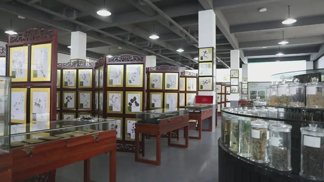 中草藥展覽區(qū)。永泰縣融媒體中心供圖