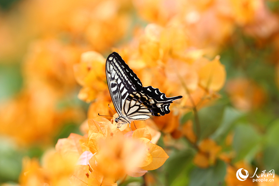 各色蝴蝶在花海中飛舞。人民網(wǎng)記者 陳博攝