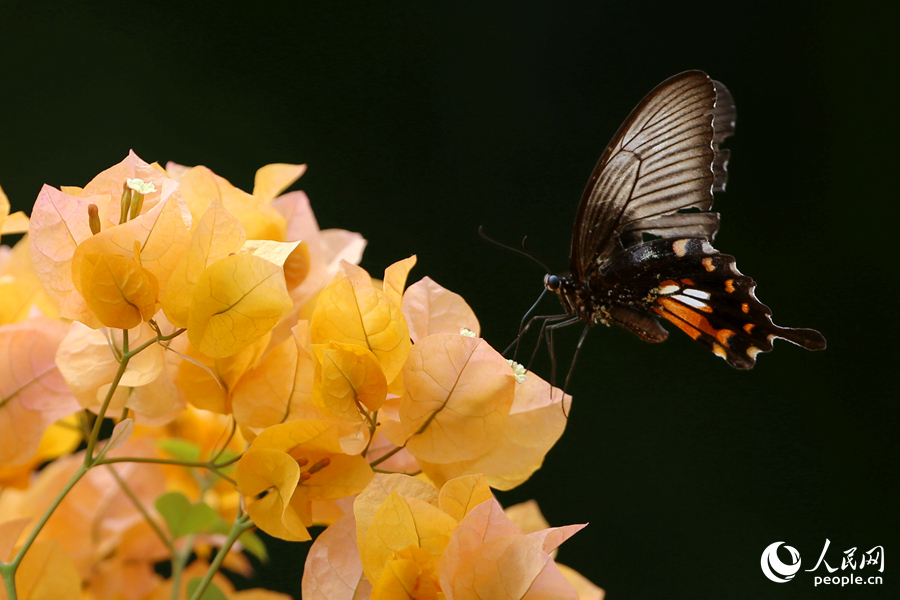 香檳色的三角梅花朵盡顯秋日美景。人民網(wǎng)記者 陳博攝