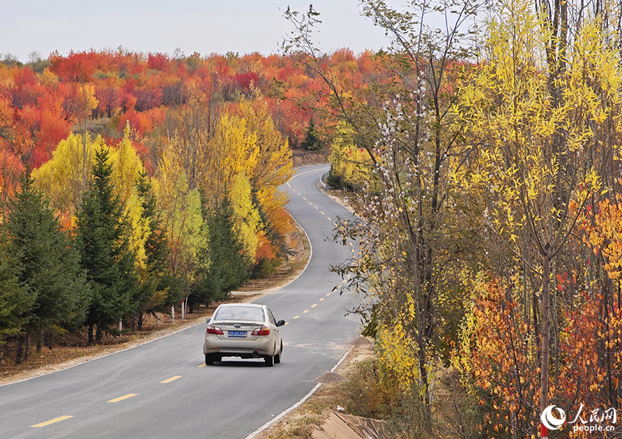 十月的固原宛如一副色彩斑斕的油畫(huà)。人民網(wǎng) 黃東儀攝