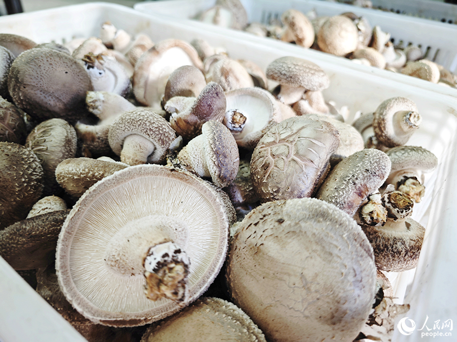 因氣候較干，菌菇生長(zhǎng)速度較慢，楊家店基地建設(shè)食用菌菇馴化種植基地里生產(chǎn)的香菇肉質(zhì)肥厚，纖維含量高。人民網(wǎng) 黃東儀攝