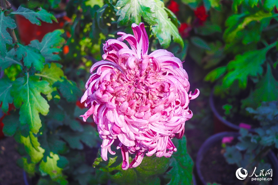 簇簇秋菊爭奇斗艷。人民網(wǎng)記者 林曉麗