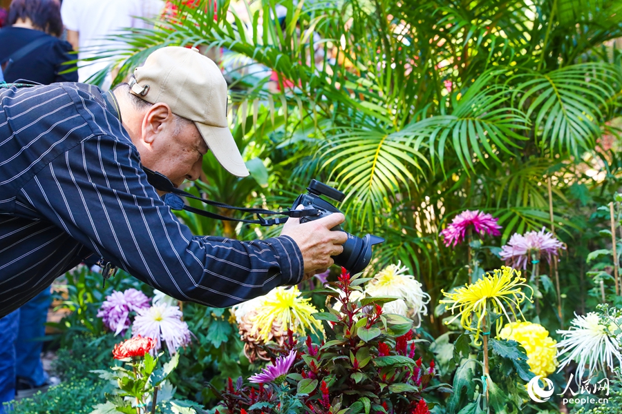 菊展也吸引了眾多攝影愛好者。人民網(wǎng)記者 焦艷攝