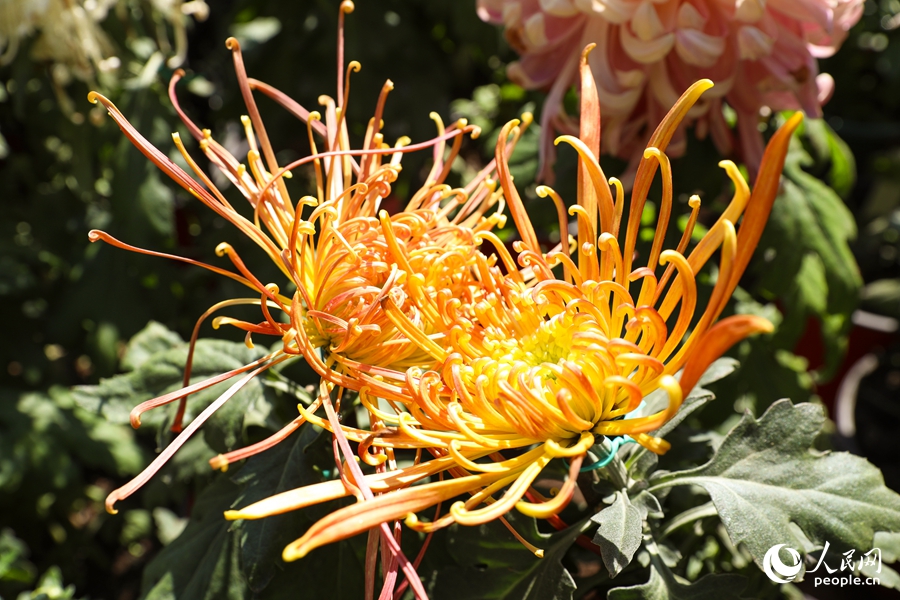 簇簇秋菊爭奇斗艷。人民網(wǎng)記者 焦艷攝