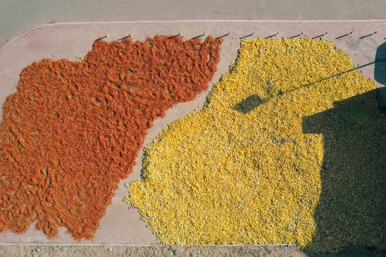 閩寧鎮(zhèn)居民晾曬種植物。王卿攝