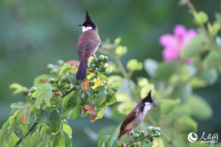 紅耳鵯在“美人樹”枝頭眺望。人民網(wǎng)記者 陳博攝