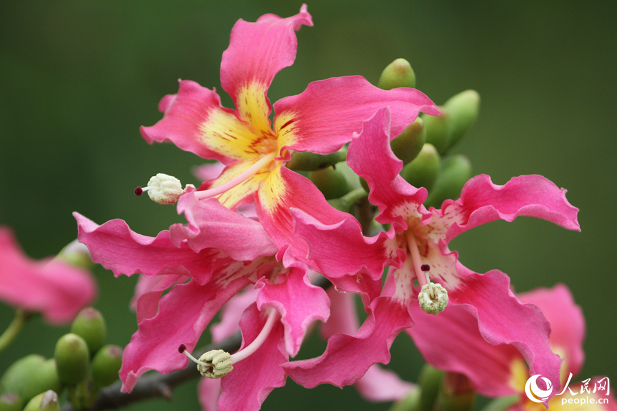 廈門中山公園里的“美人樹”粉花在枝頭相聚成團。人民網(wǎng)記者 陳博攝