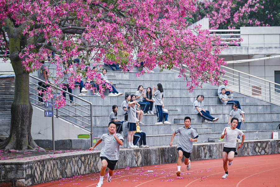 廈門六中體育場旁的美麗異木棉花開，共享青春的浪漫時光。林銘鴻攝