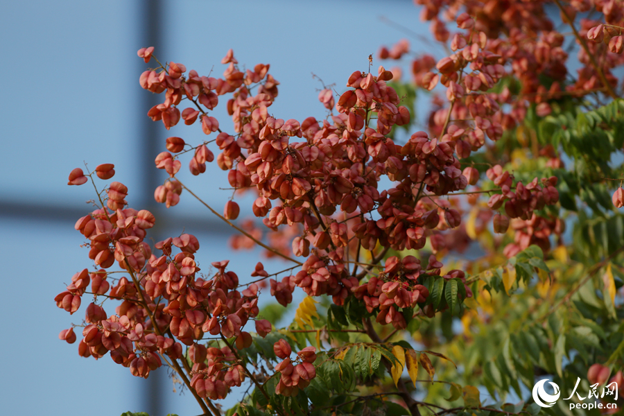 臺灣欒樹果實形似燈籠。人民網(wǎng)記者 陳博攝
