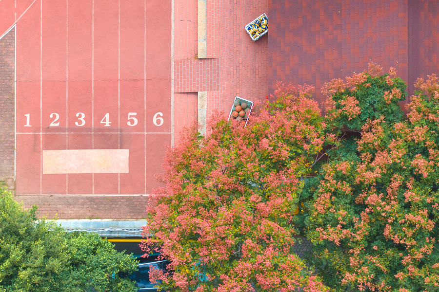 學(xué)校紅色塑膠跑道與臺灣欒樹交映成畫。許秋珩攝