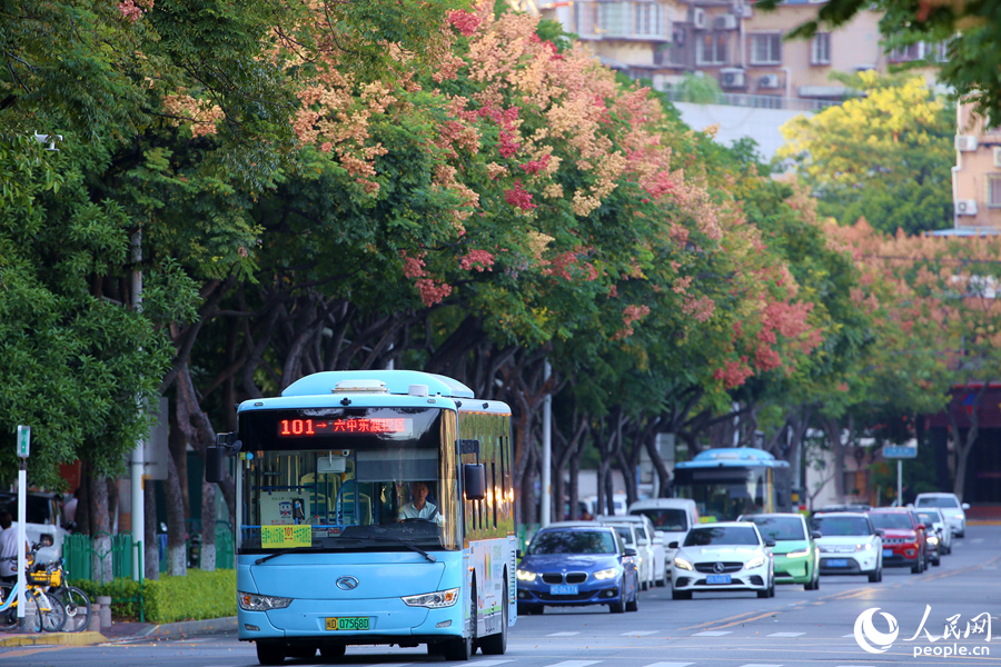廈門六中校門前層林盡染的臺灣欒樹美景。人民網(wǎng)記者 陳博攝