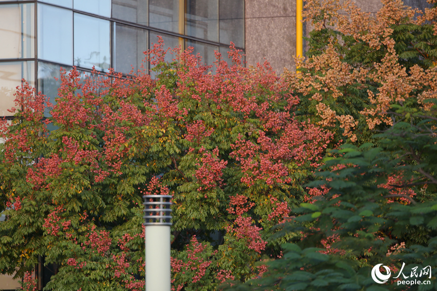 廈門市總工會旁的臺灣欒樹金紅果實掛枝頭。人民網(wǎng)記者 陳博攝