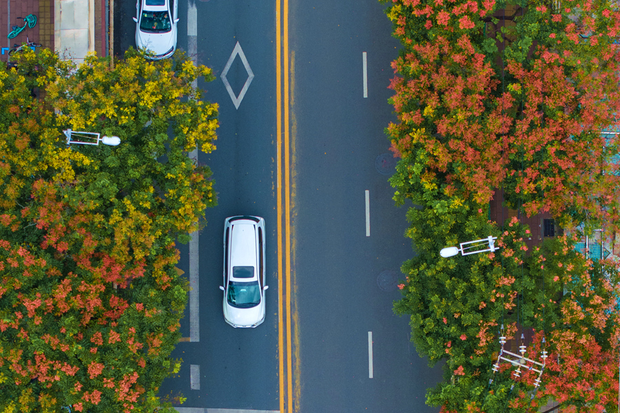 不同樹木的果實顏色存在差異性，各色果實拼湊出絢麗多彩的景致。許秋珩攝