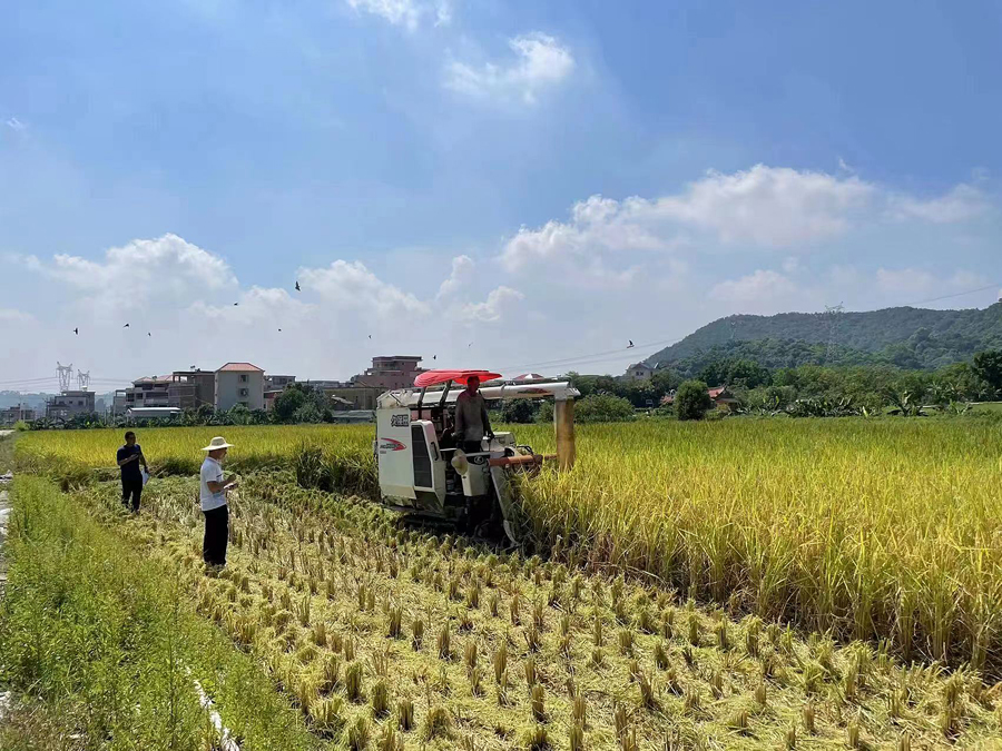 廈門市水稻機收減損技術培訓和競賽活動。官菊虹攝