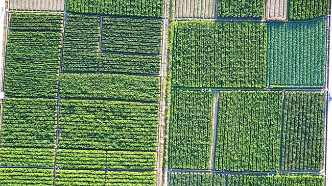 近年來，華安縣沙建鎮(zhèn)持續(xù)推進(jìn)現(xiàn)代特色農(nóng)業(yè)核心示范園建設(shè)，推動(dòng)優(yōu)勢(shì)特色產(chǎn)業(yè)多元化發(fā)展現(xiàn)代化農(nóng)業(yè)。華安縣沙建鎮(zhèn)人民政府供圖