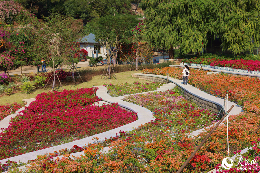 游客在三角梅梯田小徑中漫步。人民網(wǎng)記者 陳博攝