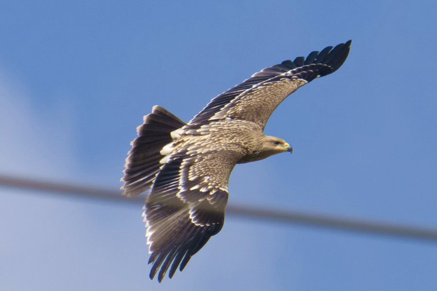 本次被發(fā)現(xiàn)的白肩雕為亞成鳥。金楠攝