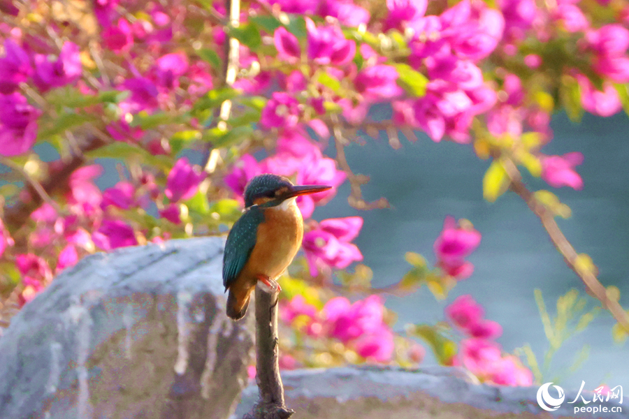 廈門市筼筜湖畔，一只普通翠鳥在三角梅堤岸邊覓食。人民網(wǎng)記者 陳博攝