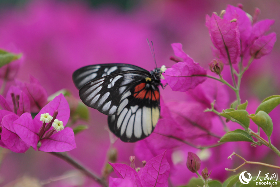 報(bào)喜斑粉蝶在三角梅花朵中吸食花蜜。人民網(wǎng)記者 陳博攝