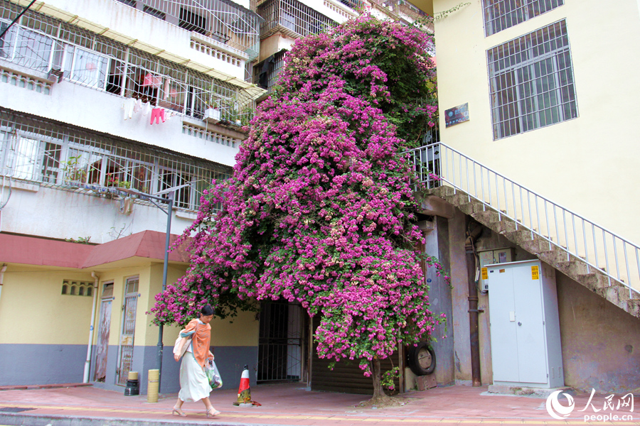 廈門市湖里區(qū)金鼎巷的三角梅“瀑布”。人民網(wǎng)記者 陳博攝