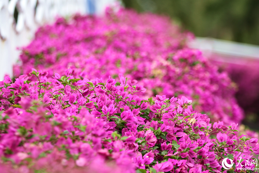 廈門島內(nèi)外多座天橋都種滿了三角梅，冬日開花充滿生機(jī)活力。人民網(wǎng)記者 陳博攝