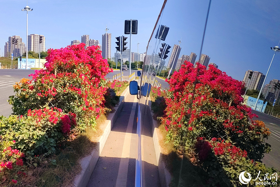 廈門市翔安區(qū)綠化帶中的三角梅映在過往車輛的窗戶上。人民網(wǎng)記者 陳博攝