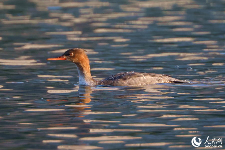 在廈門市思明區(qū)筼筜湖中現(xiàn)身的紅胸秋沙鴨。人民網(wǎng)記者 陳博攝