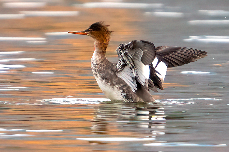 紅胸秋沙鴨枕部的羽冠造型獨(dú)特，惹人喜愛。張?zhí)壹t攝