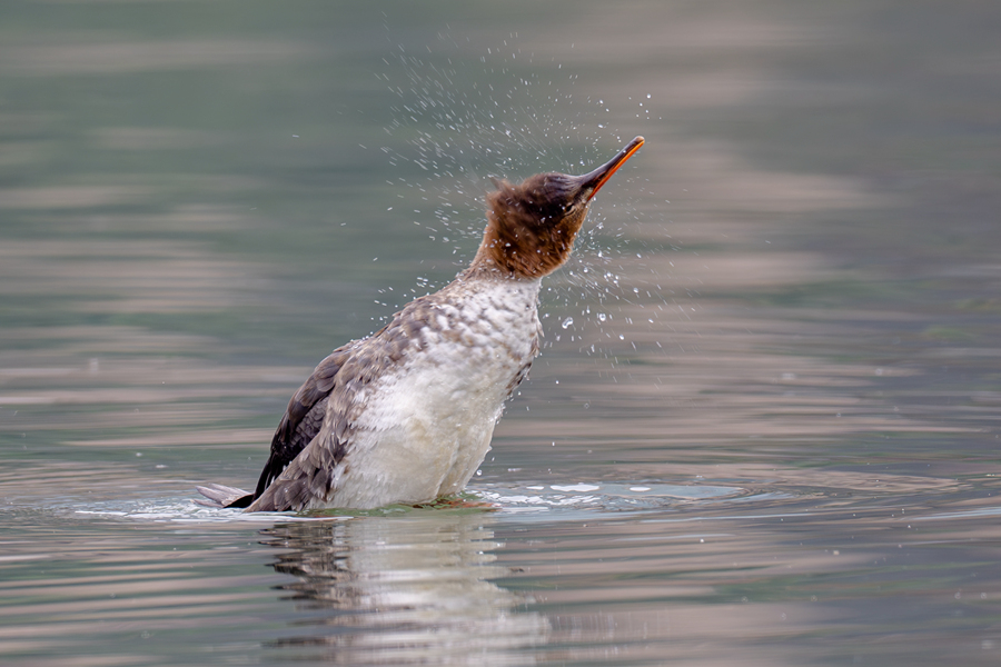紅胸秋沙鴨晃動(dòng)頭部，將羽毛上的水珠甩開。陳浩攝