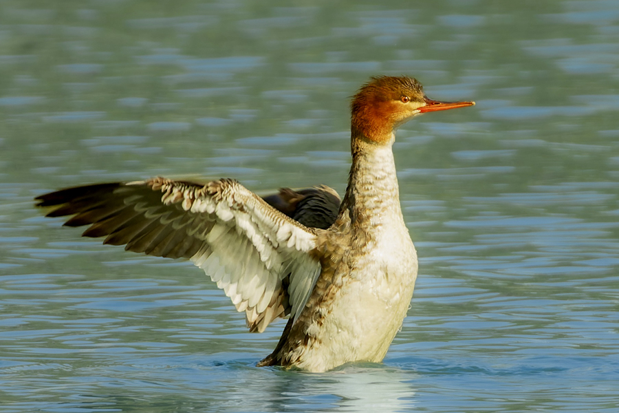 朝向夕陽張開翅膀的紅胸秋沙鴨。江玲攝