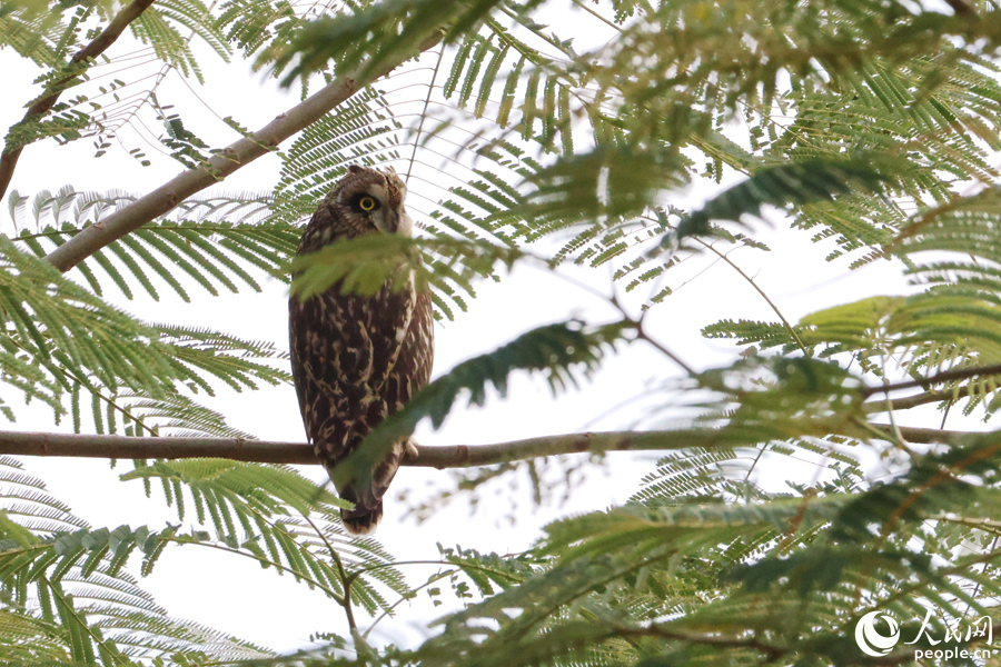 在樹(shù)上停留的短耳鸮。人民網(wǎng)記者 陳博攝