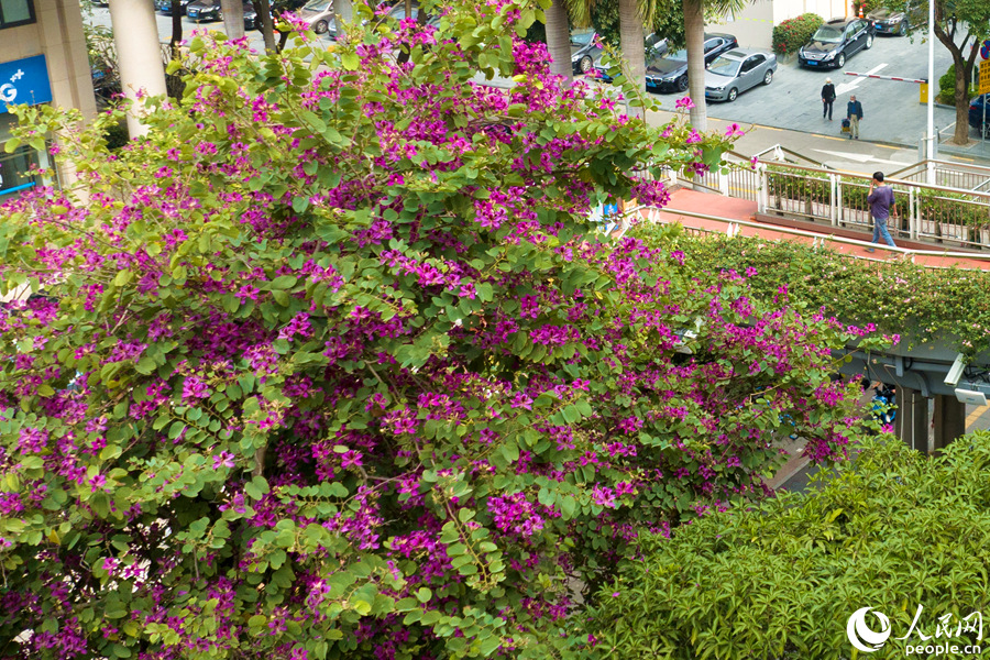 廈門市湖濱南路天橋旁的洋紫荊繁花滿樹。人民網(wǎng)記者 陳博攝