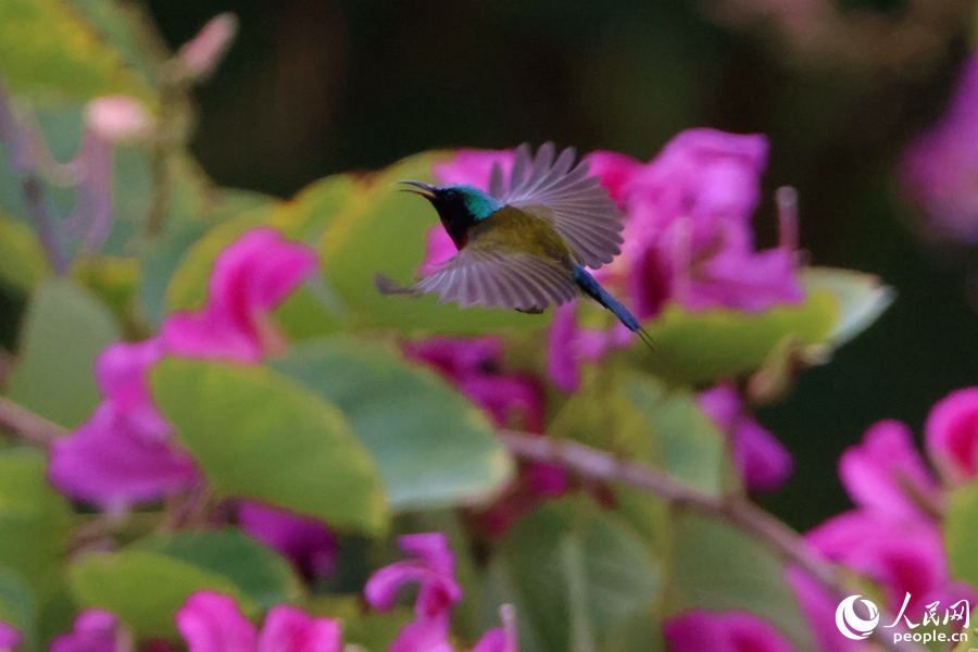 色彩艷麗的雄性叉尾太陽(yáng)鳥在洋紫荊花枝頭飛舞。人民網(wǎng)記者 陳博攝