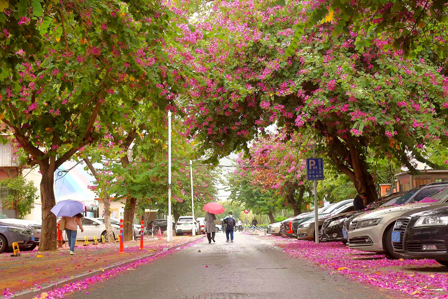 廈門市檳榔西里的洋紫荊樹落英繽紛。楊金木攝