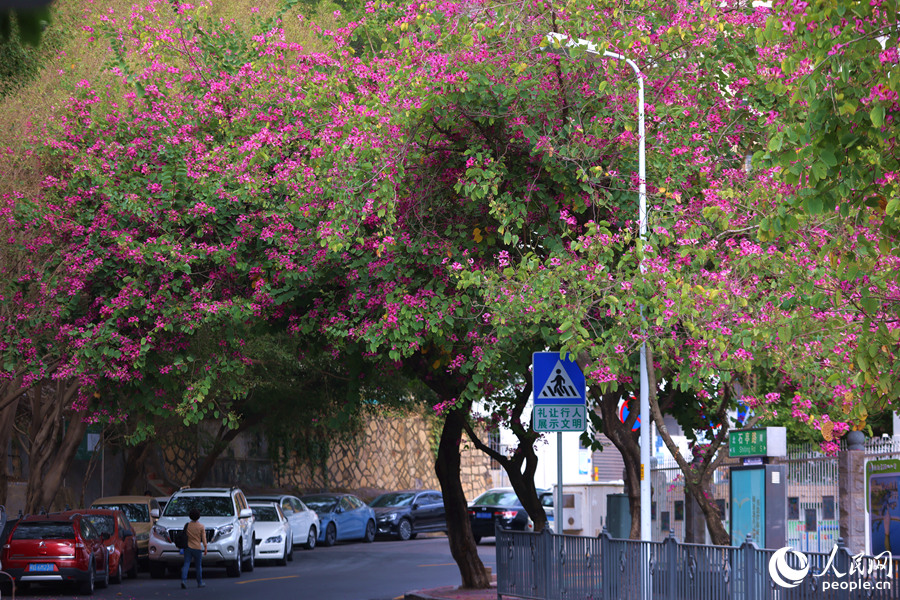 廈門市石亭路的洋紫荊林蔭道。人民網(wǎng)記者 陳博攝